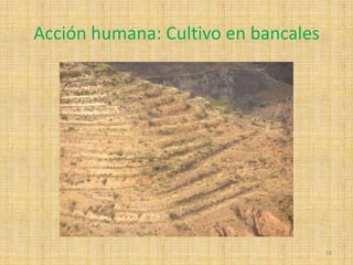 Acción humana: Cultivo en bancales33