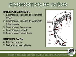 DAÑOS POR SEPARACIÓN
1. Separación de la banda de rodamiento
   (calor)
2. Separación de la banda de rodamiento
   (otras causas)
3. Separación de las cuerdas
                                                  2/1   2/1




4. Separación del costado                 3

5. Separación del forro interno
                                              5

                                          4




DAÑOS DEL TALÓN
6. Fricción con el rin
7. Daños en la base del talón                     7
 