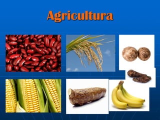 Agricultura
 