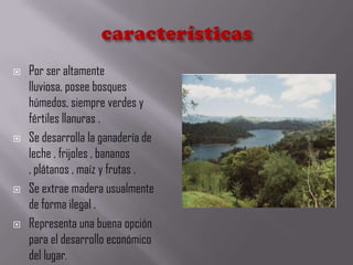  Por ser altamente
lluviosa, posee bosques
húmedos, siempre verdes y
fértiles llanuras .
 Se desarrolla la ganadería de
leche , frijoles , bananos
, plátanos , maíz y frutas .
 Se extrae madera usualmente
de forma ilegal .
 Representa una buena opción
para el desarrollo económico
del lugar.
 