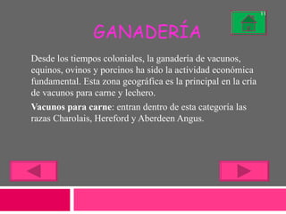 GANADERÍA Desde los tiempos coloniales, la ganadería de vacunos, equinos, ovinos y porcinos ha sido la actividad económica fundamental. Esta zona geográfica es la principal en la cría de vacunos para carne y lechero. Vacunos para carne : entran dentro de esta categoría las razas Charolais, Hereford y Aberdeen Angus. 