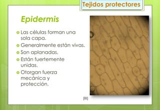 Epidermis
Tejidos protectores
 Las células forman una
sola capa.
 Generalmente están vivas.
 Son aplanadas.
 Están fuertemente
unidas.
 Otorgan fuerza
mecánica y
protección.
(III)
 