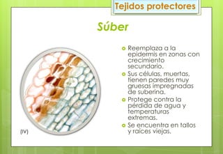 Súber
 Reemplaza a la
epidermis en zonas con
crecimiento
secundario.
 Sus células, muertas,
tienen paredes muy
gruesas impregnadas
de suberina.
 Protege contra la
pérdida de agua y
temperaturas
extremas.
 Se encuentra en tallos
y raíces viejas.
Tejidos protectores
(IV)
 