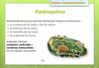 Parénquima
Normalmente se encuentran formando masas continuas en:
 la corteza de los tallos y de las raíces,
 la médula de los tallos,
 el mesofilo de las hojas
 la pulpa de las frutas.
Además, forman
cordones verticales y
cordones horizontales,
en los tejidos vasculares.
Tejidos fundamentales
(V)
 