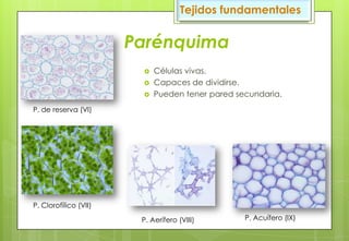 Parénquima
 Células vivas.
 Capaces de dividirse.
 Pueden tener pared secundaria.
P. de reserva (VI)
P. Clorofílico (VII)
P. Aerífero (VIII) P. Acuífero (IX)
Tejidos fundamentales
 