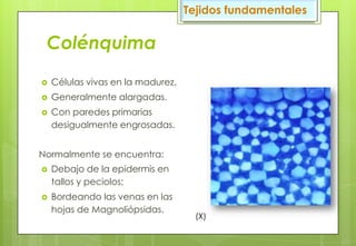 Colénquima
 Células vivas en la madurez.
 Generalmente alargadas.
 Con paredes primarias
desigualmente engrosadas.
Normalmente se encuentra:
 Debajo de la epidermis en
tallos y peciolos;
 Bordeando las venas en las
hojas de Magnoliópsidas.
Tejidos fundamentales
(X)
 