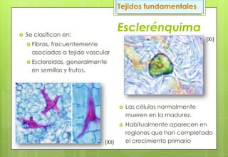 Esclerénquima
 Las células normalmente
mueren en la madurez.
 Habitualmente aparecen en
regiones que han completado
el crecimiento primario
 Se clasifican en:
 Fibras, frecuentemente
asociadas a tejido vascular
 Esclereidas, generalmente
en semillas y frutos.
Tejidos fundamentales
(XI)
(XII)
 