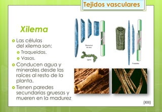 Xilema
 Las células
del xilema son:
 Traqueidas.
 Vasos.
 Conducen agua y
minerales desde las
raíces al resto de la
planta.
 Tienen paredes
secundarias gruesas y
mueren en la madurez.
Tejidos vasculares
(XIII)
 