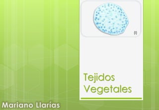 Tejidos
Vegetales
(I)
 