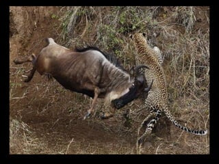 Állati megmozdulások