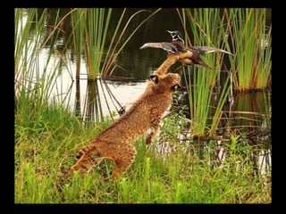 Állati megmozdulások