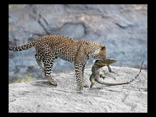 Állati megmozdulások