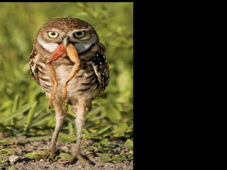 Állati megmozdulások