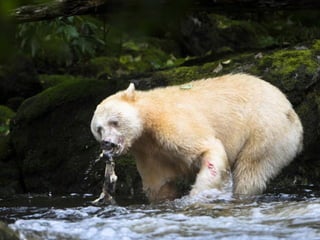Állati megmozdulások