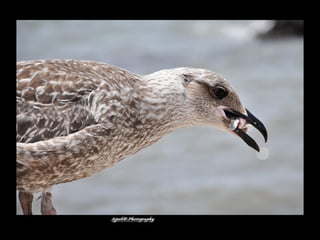 Állati megmozdulások