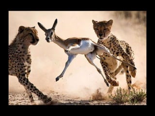 Állati megmozdulások