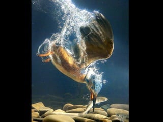 Állati megmozdulások