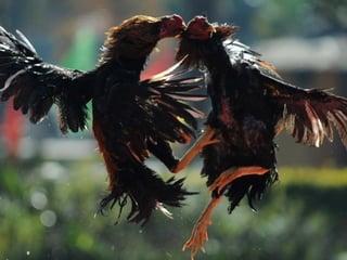 Állati megmozdulások