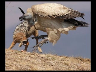 Állati megmozdulások