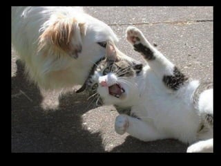 Állati megmozdulások