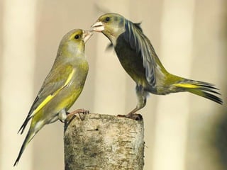 Állati megmozdulások