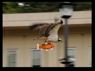 Állati megmozdulások