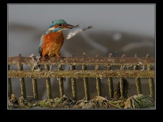 Állati megmozdulások