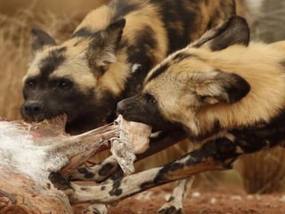 Állati megmozdulások