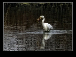 Állati megmozdulások