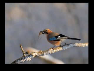 Állati megmozdulások