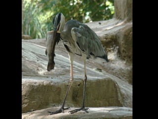 Állati megmozdulások