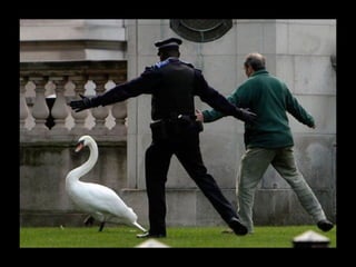 Állati megmozdulások