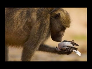 Állati megmozdulások