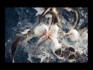 Állati megmozdulások