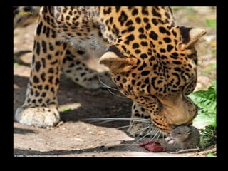 Állati megmozdulások