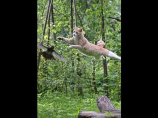 Állati megmozdulások