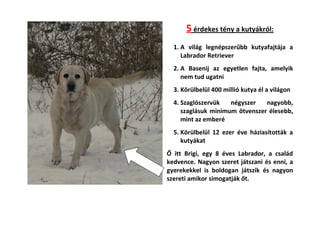 5 érdekes tény a kutyákról:
1. A világ legnépszerűbb kutyafajtája a
Labrador Retriever
2. A Basenij az egyetlen fajta, amelyik
nem tud ugatni
3. Körülbelül 400 millió kutya él a világon
4. Szaglószervük
négyszer
nagyobb,
szaglásuk minimum ötvenszer élesebb,
mint az emberé
5. Körülbelül 12 ezer éve háziasították a
kutyákat
Ő itt Brigi, egy 8 éves Labrador, a család
kedvence. Nagyon szeret játszani és enni, a
gyerekekkel is boldogan játszik és nagyon
szereti amikor simogatják őt.

 