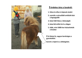 5 érdekes tény a lovakról:
1. fekve és állva is képesek aludni
2. szemük a szárazföldi emlősök közt
a legnagyobb
3. közel 360 fokos a látószögük
4. közel 60 millió ló él a világon
5. több, mint 5000 éve háziasították
a lovakat

Ő itt Matyi ló, nagyon barátságos a
gyerekekkel.
Szereti a répát és a zöldségeket.

 