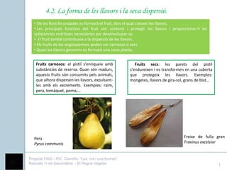 4.2. La forma de les llavors i la seva dispersió.
   • De les flors fecundades es formarà el fruit, dins el qual creixen les llavors.
   • Les principals funcions del fruit són contenir i protegir les llavors i proporcionar-li les
   substàncies nutritives necessàries per desenvolupar-se.
   • El fruit també contribueix a la dispersió de les llavors.
   • Els fruits de les angiospermes poden ser carnosos o secs
   • Quan les llavors germinin es formarà una nova planta.


    Fruits carnosos: el pistil s'enriqueix amb             Fruits secs: les parets del pistil
    substàncies de reserva. Quan són madurs,            s'endureixen i es transformen en una coberta
    aquests fruits són consumits pels animals,          que protegeix les llavors. Exemples:
    que alhora dispersen les llavors, expulsant-        mongetes, llavors de gira-sol, grans de blat…
    les amb els excrements. Exemples: raïm,
    pera, tomàquet, poma,...




   Pera                                                                              Freixe de fulla gran
   Pyrus communis                                                                    Fraxinus excelsior


Projecte FAIG - PIC Científic: “Les mil i una formes”
Naturals 1r de Secundària - El Regne Vegetal                                                            1
 