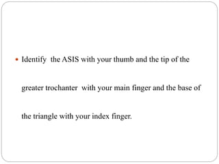 Identify the ASIS with your thumb and the tip of the
greater trochanter with your main finger and the base of
the triangle with your index finger.
 