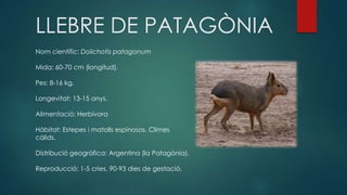 LLEBRE DE PATAGÒNIA
Nom científic: Dolichotis patagonum
Mida: 60-70 cm (longitud).
Pes: 8-16 kg.
Longevitat: 13-15 anys.
Alimentació: Herbívora
Hàbitat: Estepes i matolls espinosos. Climes
càlids.
Distribució geogràfica: Argentina (la Patagònia).
Reproducció: 1-5 cries. 90-93 dies de gestació.
 