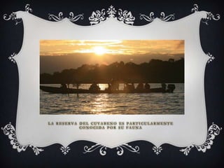 LA RESERVA DEL CUYABENO ES PARTICULARMENTE
           CONOCIDA POR SU FAUNA
 