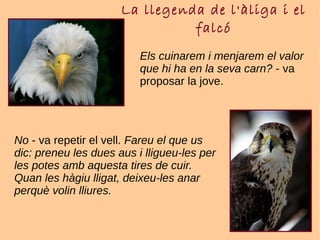 La llegenda de l'àliga i el
falcó
Els cuinarem i menjarem el valor
que hi ha en la seva carn? - va
proposar la jove.
No - va repetir el vell. Fareu el que us
dic: preneu les dues aus i lligueu-les per
les potes amb aquesta tires de cuir.
Quan les hàgiu lligat, deixeu-les anar
perquè volin lliures.
 