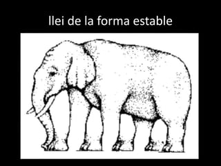 llei de la forma estable
 