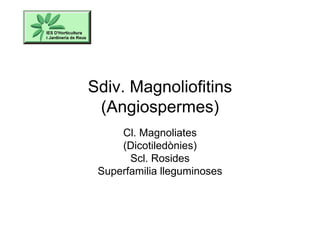 Sdiv. Magnoliofitins
 (Angiospermes)
     Cl. Magnoliates
     (Dicotiledònies)
       Scl. Rosides
 Superfamilia lleguminoses
 