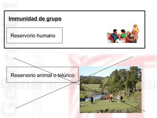 Reservorio humano Reservorio animal o telúrico Immunidad de grupo 