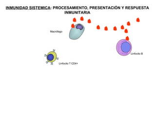 INMUNIDAD SISTEMICA : PROCESAMIENTO, PRESENTACIÓN Y RESPUESTA INMUNITARIA Linfocito T CD4+ Macrófago Linfocito B 
