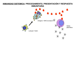 INMUNIDAD SISTEMICA : PROCESAMIENTO, PRESENTACIÓN Y RESPUESTA INMUNITARIA Linfocito T CD4+ Antígeno + MHC de clase II Célula  plasmática 