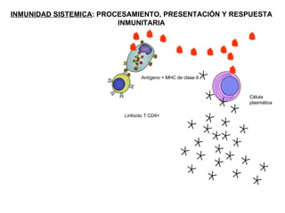 INMUNIDAD SISTEMICA : PROCESAMIENTO, PRESENTACIÓN Y RESPUESTA INMUNITARIA Linfocito T CD4+ Célula  plasmática Antígeno + MHC de clase II 