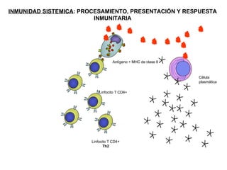 INMUNIDAD SISTEMICA : PROCESAMIENTO, PRESENTACIÓN Y RESPUESTA INMUNITARIA Linfocito T CD4+ Célula  plasmática Antígeno + MHC de clase II Linfocito T CD4+ Th2 